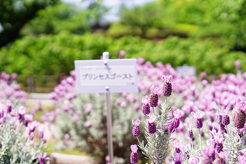 プリンセスゴースト