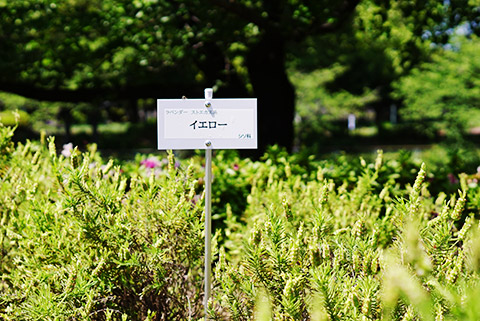 イエロ－という名のラベンダー