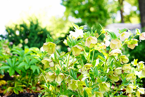 クリスマスローズ