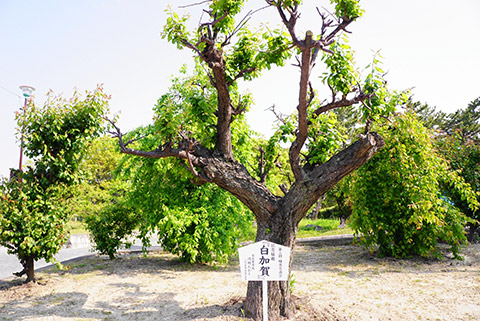 名古屋市長が植えた梅の木