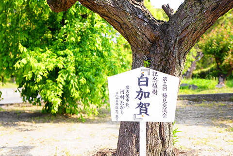 河村名古屋市長が植えた梅の木