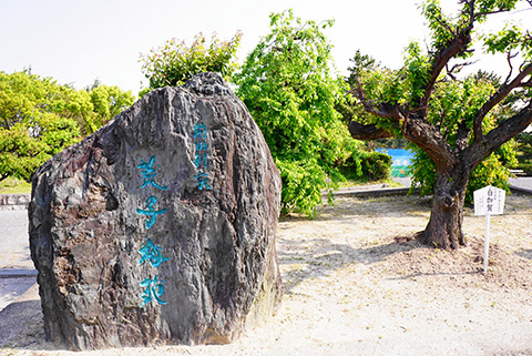 荒子公園の梅園