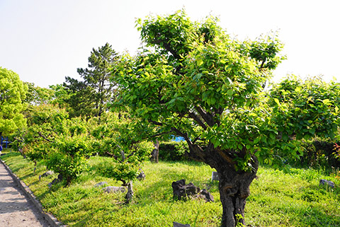あおあおとした梅の木