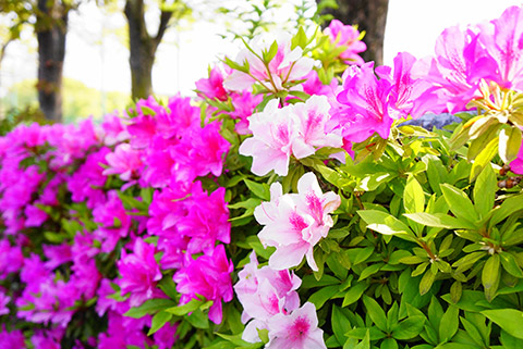 公園周りにはつつじも綺麗な時でした