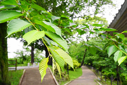 岡崎公園 入り口近辺の桜の木