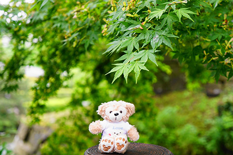 岡崎公園内のあおもみじ