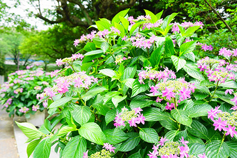 荒子川公園の紫陽花