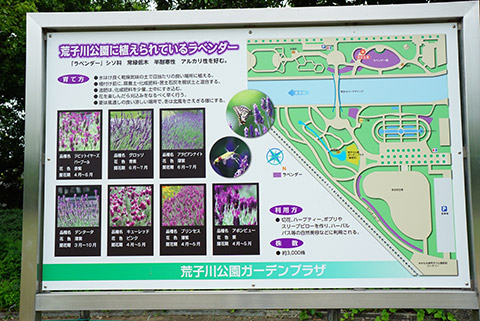 種類いろいろな荒子川公園のラベンダー