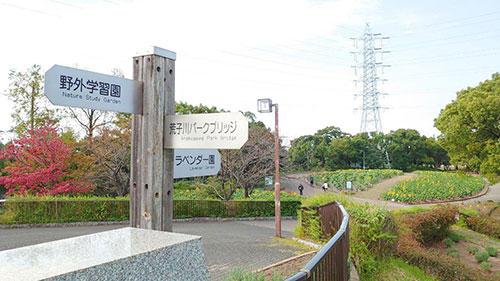 荒子川公園の秋のヒマワリ畑