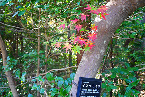 名古屋の東山植物園のきれいな色合いのいろはもみじ