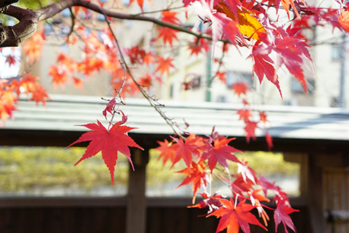 城南亭の紅葉
