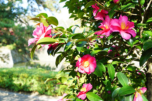 城南亭の椿の花