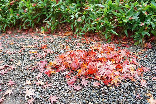 城南亭の庭の落ちたもみじ