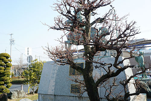 荒子駅前の利家像の前に植えてある梅の木
