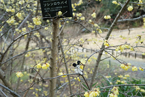 soshin-roubai-ume