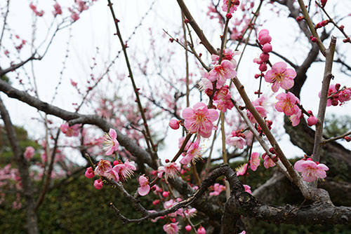 名古屋城の梅