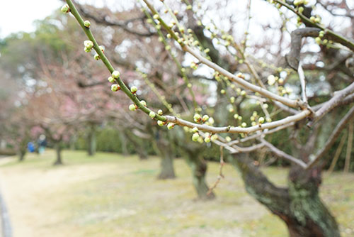 名古屋城の梅の花