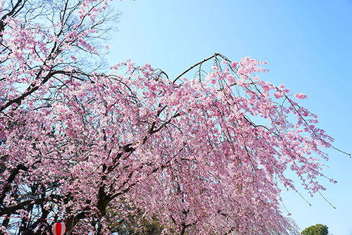 桜咲く名古屋城