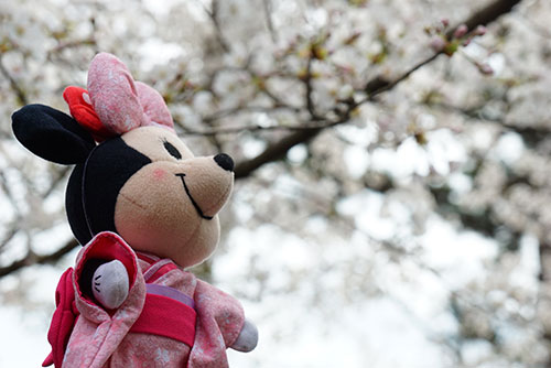 桜を眺めるマイぬいもーずミニーマウスのミニ江さん