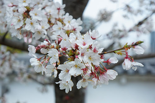 岡崎公園の桜