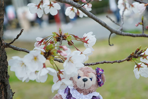 桜にうっとりするマイシェリーメイ