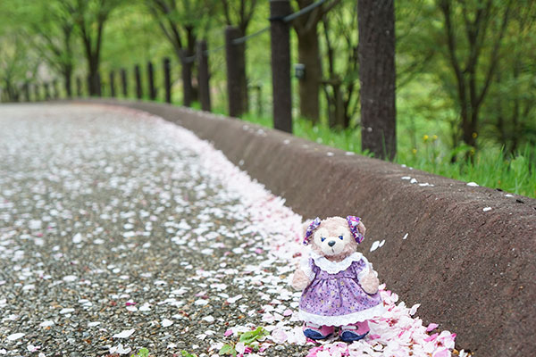 東山植物園にてマシェリーメイを撮影