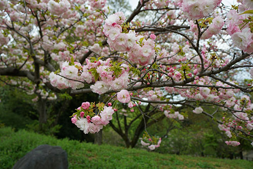 東山植物園の桜