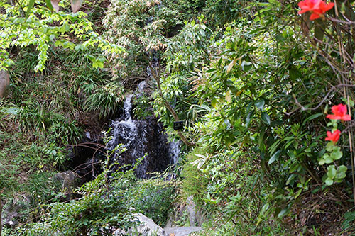 東山植物園の小さな滝