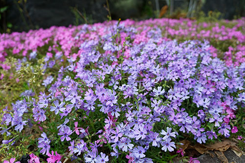 東山植物園のかわいい春の花