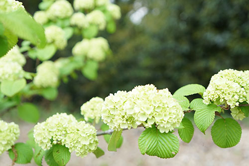 東山植物園の白い花