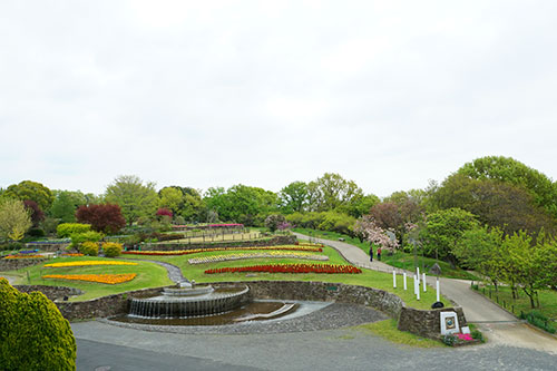 チューリップもこれからたくさん咲きそう