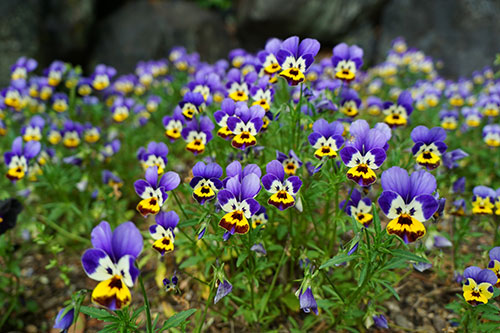 いろんな顔見たいなパンジー