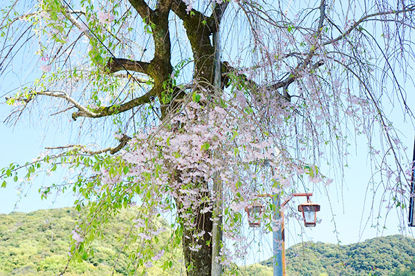 伊奈波神社近くの桜