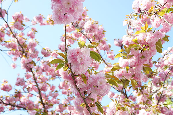金神社の桜
