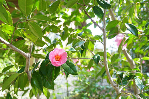 叉木茶屋の庭の椿