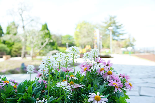 春の花