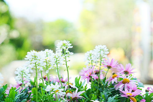 かわいい春の花