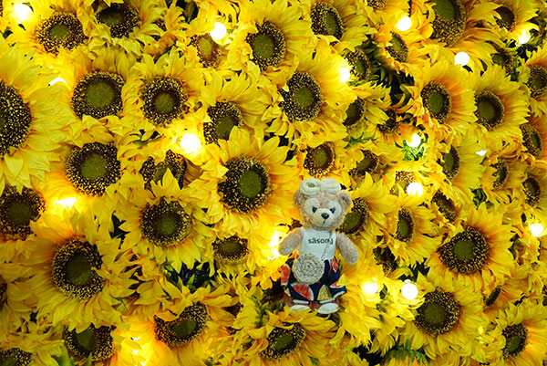 マイシェリーメイとひまわり