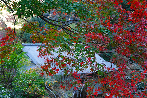 東山植物園