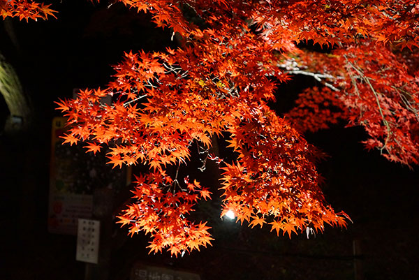 東山植物園の紅葉ライトアップ