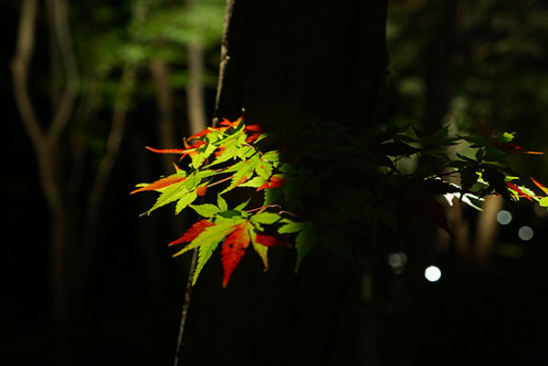 東山植物園の紅葉ライトアップ