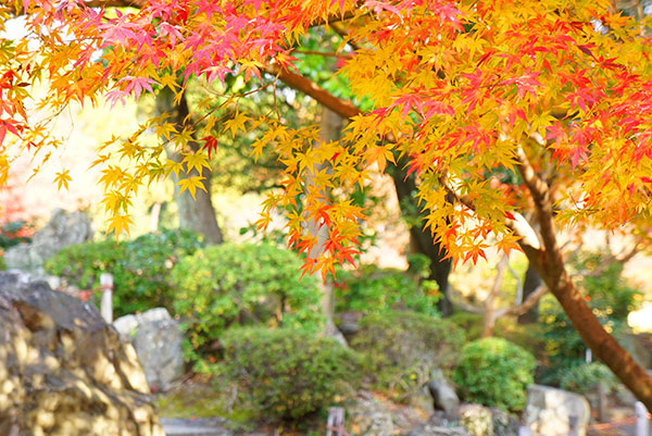 名古屋城で紅葉と和菓子を楽しむ おでかけ楽しくまデイズ 名古屋城で紅葉と和菓子を楽しむ おでかけ楽しくまデイズ