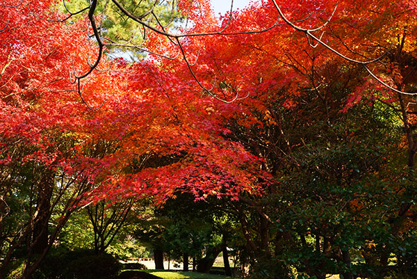 真っ赤なもみじ