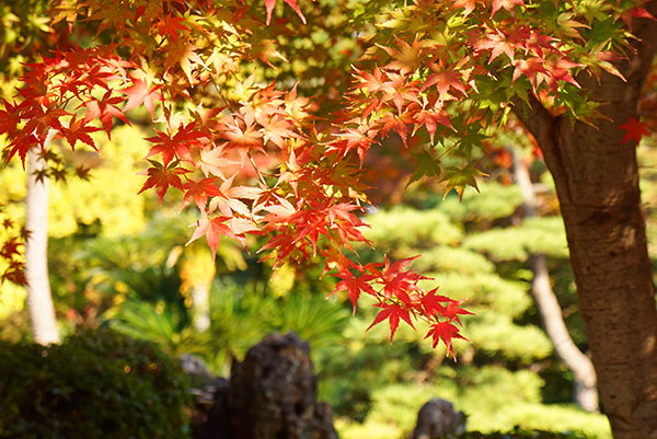 もみじのグラデーション