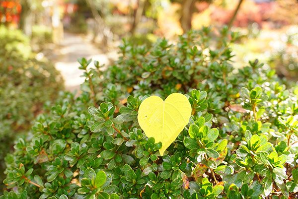 ハートの葉