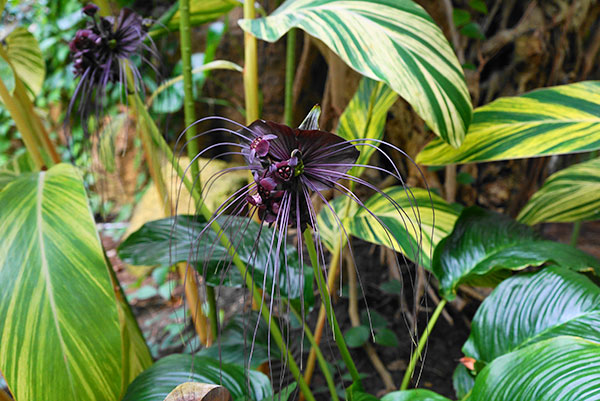 ブラックキャット