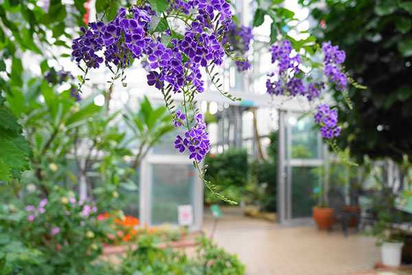 戸田川緑地フラワーセンター