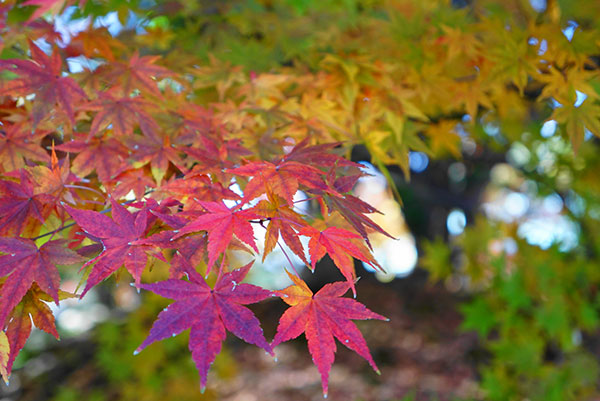 紅葉