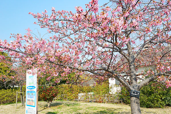 戸田川緑地の河津桜