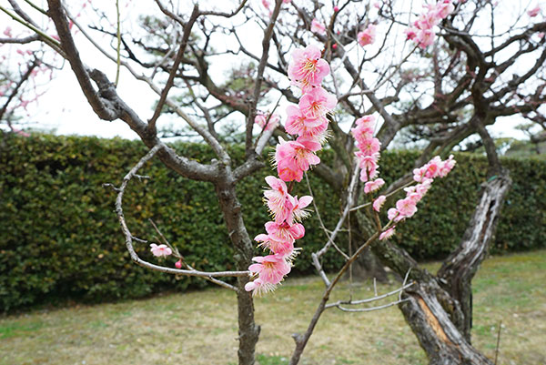 名古屋城の梅の花